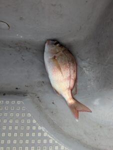 alt="倉敷の釣り船FCインパルスでマダイ(チャリコ)"