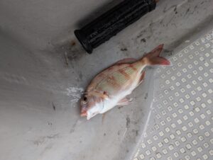 alt="倉敷の釣り船FCインパルスでマダイ(チャリコ)"