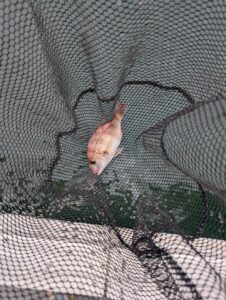 alt="倉敷の釣り船FCインパルスでマダイ(チャリコ)"