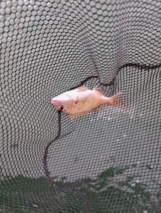 alt="倉敷の釣り船FCインパルスでマダイ(チャリコ)"