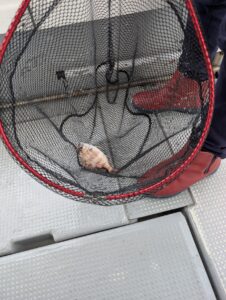 alt="倉敷の釣り船FCインパルスでマダイ(チャリコ)"