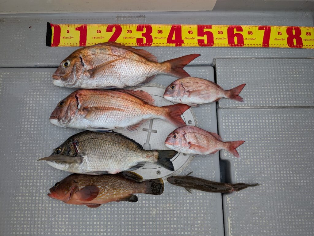 alt="瀬戸内海で親子釣行。お持ち帰りの魚全体写真(FCインパルス)"